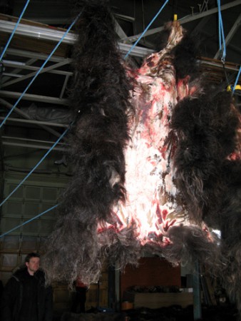 Kangerlussuaq - escursione "safari" del bue muschiato